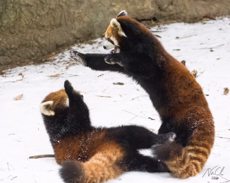Gấu trúc đỏ có thân hình nhỏ và trọng lượng tương đối nhẹ.