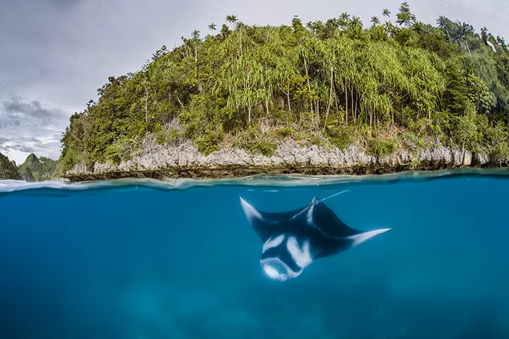 Một con cá đuối bơi ngoài khơi Raja Ampat ở tỉnh Papua, Indonesia.