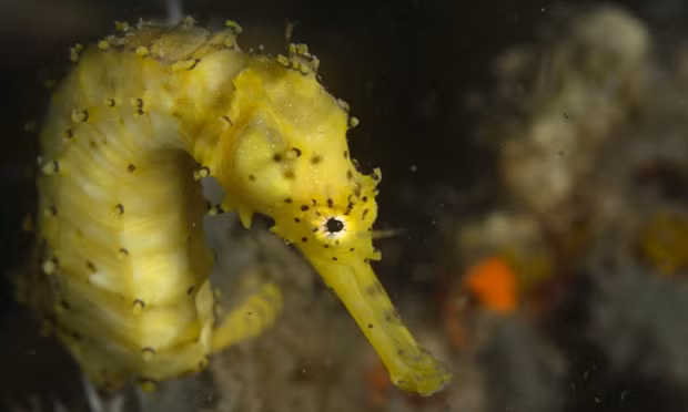 Cá ngựa đuôi hổ (Hippocampus comes) tại khu bảo tồn biển Handumon ở ngoài khơi Danajon Bank, Philippines.
