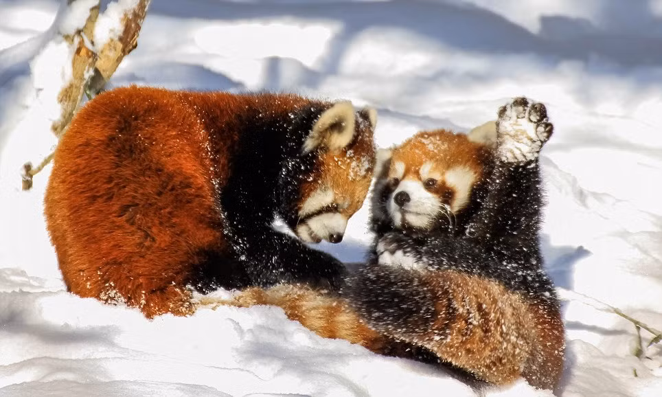 Gấu trúc đỏ cùng họ với gấu trúc và racoon. Chúng thích sống ở khu vực núi cao và nhiều mưa.
