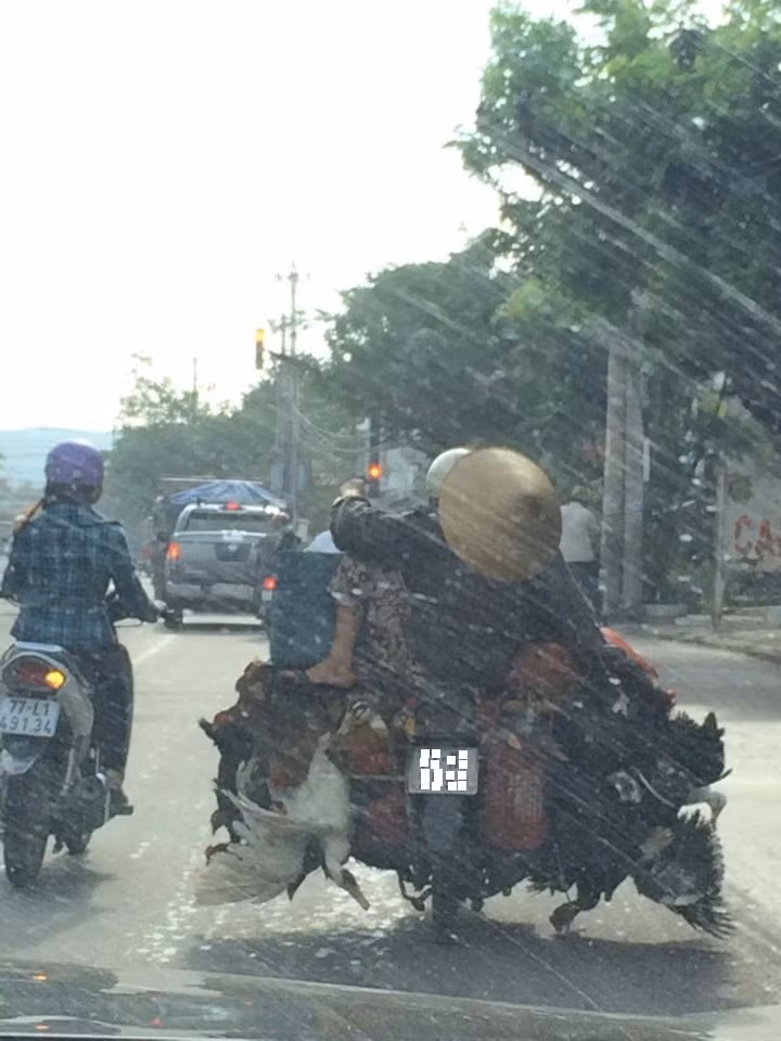 Cứ yên tâm cầm lái, tôi ngồi chắc rồi!