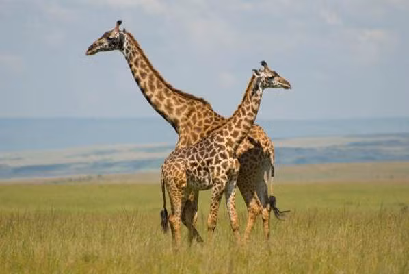 Hươu cao cổ là một trong những loài động vật hoang dã tiêu biểu ở Maasai Mara.