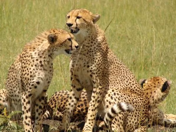 Tập trung đông nhất ở Maasai Mara là năm loài mãnh thú lớn: trâu rừng, voi, báo, sư tử, tê giác.