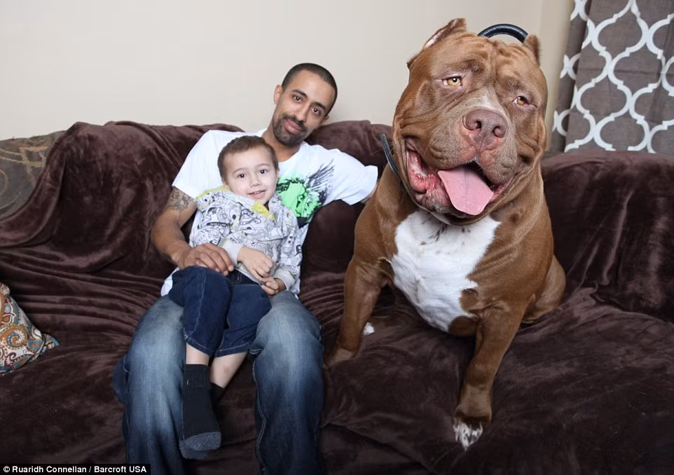 Chú chó có tên Hulk nặng 79kg chụp hình cạnh Marlon và Jordan Grennan tại New Hampshire.