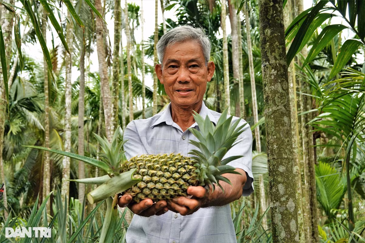 Tỷ phú chân đất thành công với cách làm cho cau, dừa, dứa 'sống chung' ảnh 1