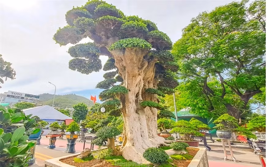 Cây dúi 1000 tuổi nổi tiếng nhất Bình Định: trả 23 tỷ không bán - Hình 2 Cay dui 1000 tuoi noi tieng nhat Binh Dinh: tra 23 ty khong ban-Hinh-2
