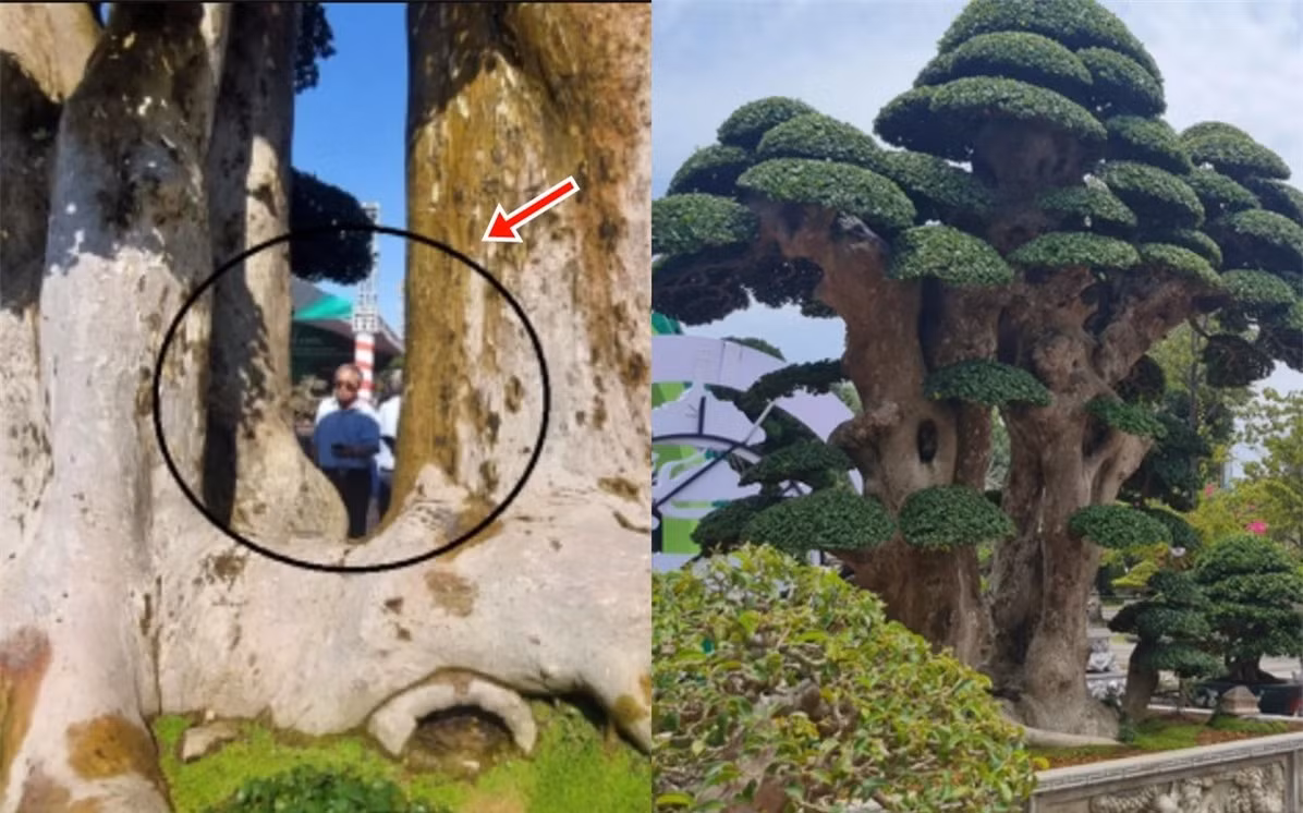 Cây dúi 1000 tuổi nổi tiếng nhất Bình Định: trả 23 tỷ không bán Cay dui 1000 tuoi noi tieng nhat Binh Dinh: tra 23 ty khong ban