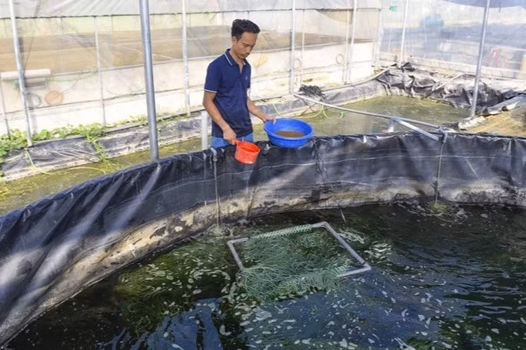 8x nuoi loai ca dac san, gia 900 nghin dong/kg van khong du ban-Hinh-4