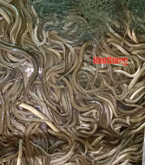 Nuôi lươn không bùn dày đặc, nông dân thua lỗ nặng khi giá tụt dốc Nuoi luon khong bun day dac, nong dan thua lo nang khi gia tut doc