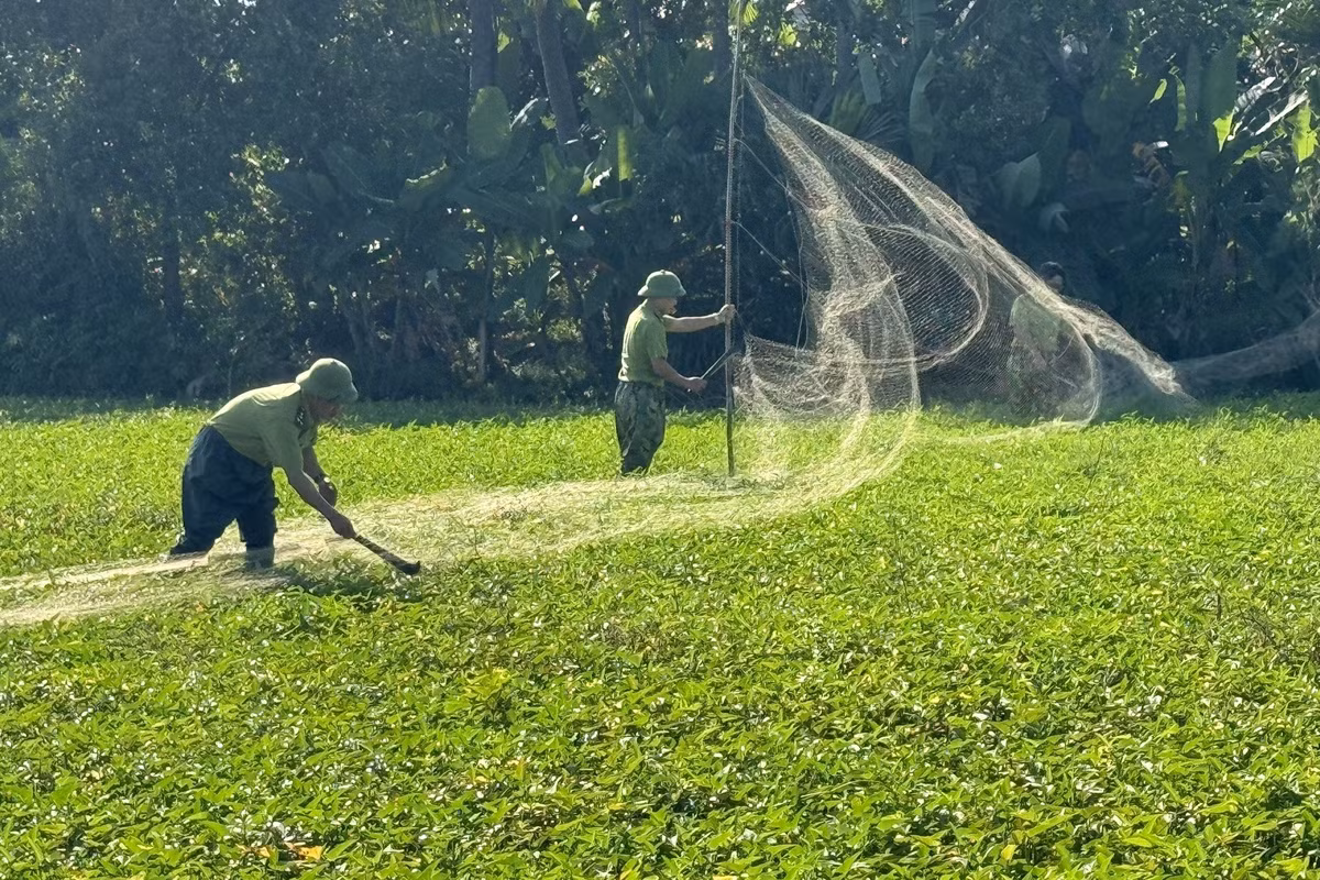 Không chỉ đặt bẫy, người dân còn dùng lưới căng ngoài đồng. Đây được gọi là những chiếc lưới tàng hình, là loại bẫy được dùng phổ biến nhất bởi khi giăng lên, nhiều loài chim bị dẫn dụ bởi các thiết bị nhân tạo của người bẫy sẽ lao xuống mà không nhìn thấy có một màn lưới đang hứng sẵn. Trong ảnh là cơ quan chức năng đang đi thu dọn lưới (Ảnh: Cơ quan chức năng cung cấp).
