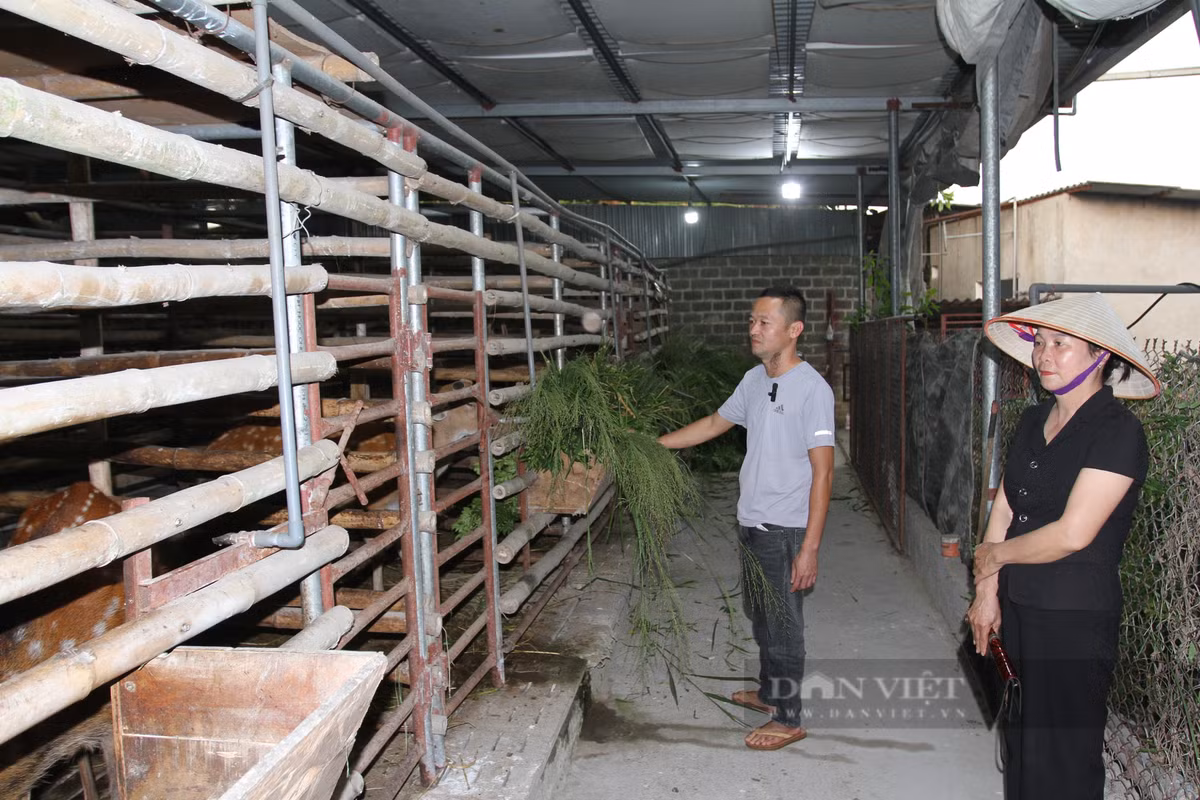 Anh nông dân nuôi hươu sao chỉ ăn cỏ, lá cây mà phát tài Anh nong dan nuoi huou sao chi an co, la cay ma phat tai