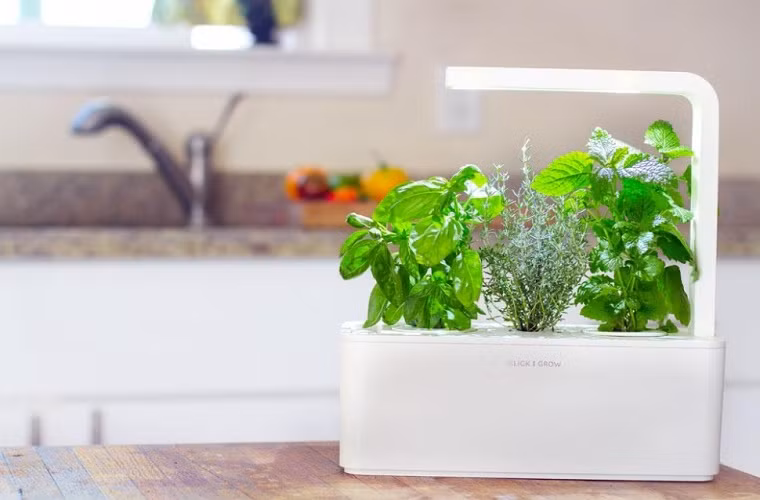  Click &amp; Grow 2,0 có thêm tính năng ba chậu nhỏ trong một hộp chứa, trồng ba loại thực vật khác nhau mà không cạnh tranh chất dinh dưỡng.