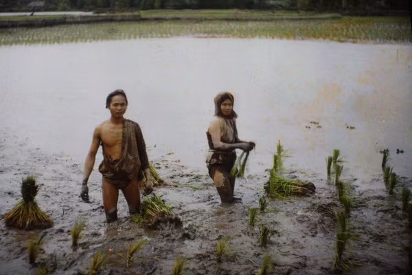 Đi cấy vụ chiêm.