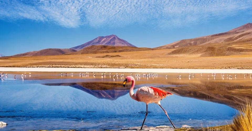 Trải dài hơn 965 km ở miền Bắc Chile, sa mạc Atacama sở hữu cảnh quan tuyệt đẹp, thu hút nhiều du khách khắp thế giới ghé thăm. Vùng đất này khác biệt với những nơi khác bởi kiểu thời tiết, địa hình độc đáo. Một số khu vực của sa mạc nhận được nhiều mưa, tạo nên hệ sinh thái đa dạng.