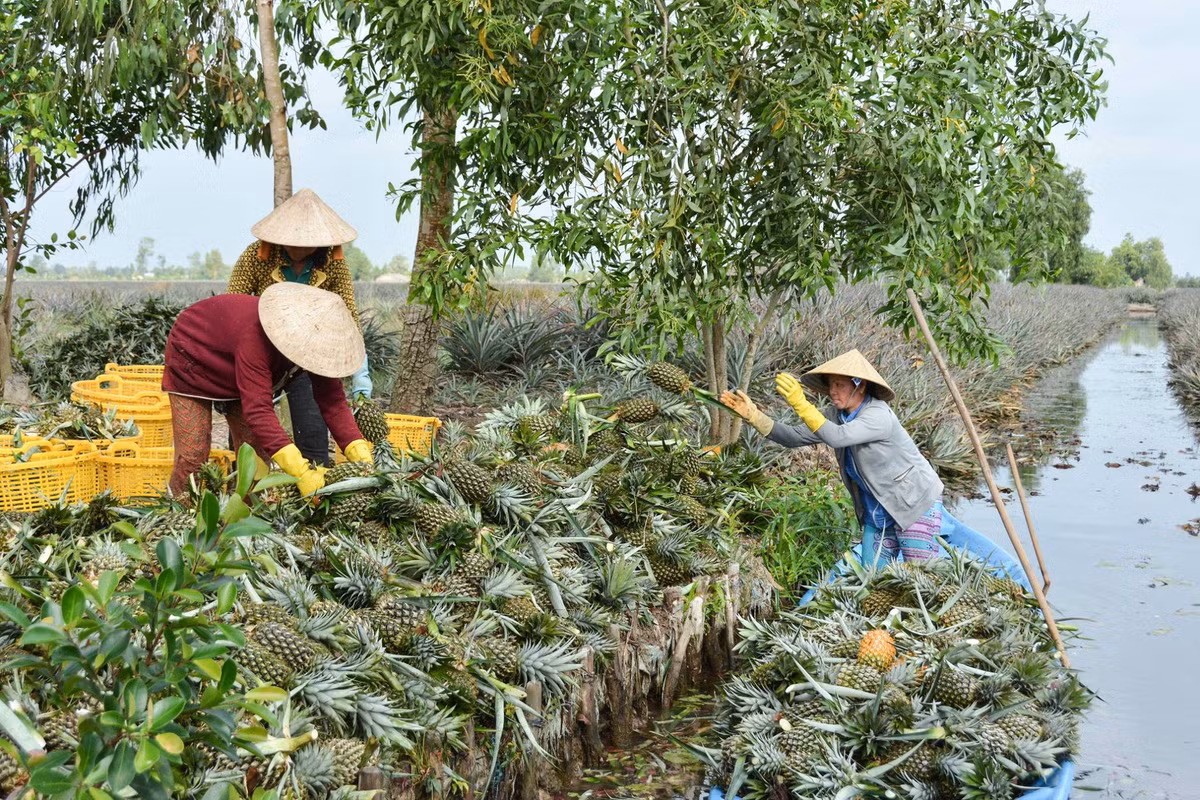Tại TP Vị Thanh có làng khóm Cầu Đúc nổi tiếng, được xác định là nơi phát triển du lịch cộng đồng ở địa phương. Theo các nguồn tư liệu, khi vùng quê này có cây cầu đúc xi măng đầu tiên, bà con quen gọi nơi đây là xóm Cầu Đúc. Ảnh: Mekong Delta Explorer.
