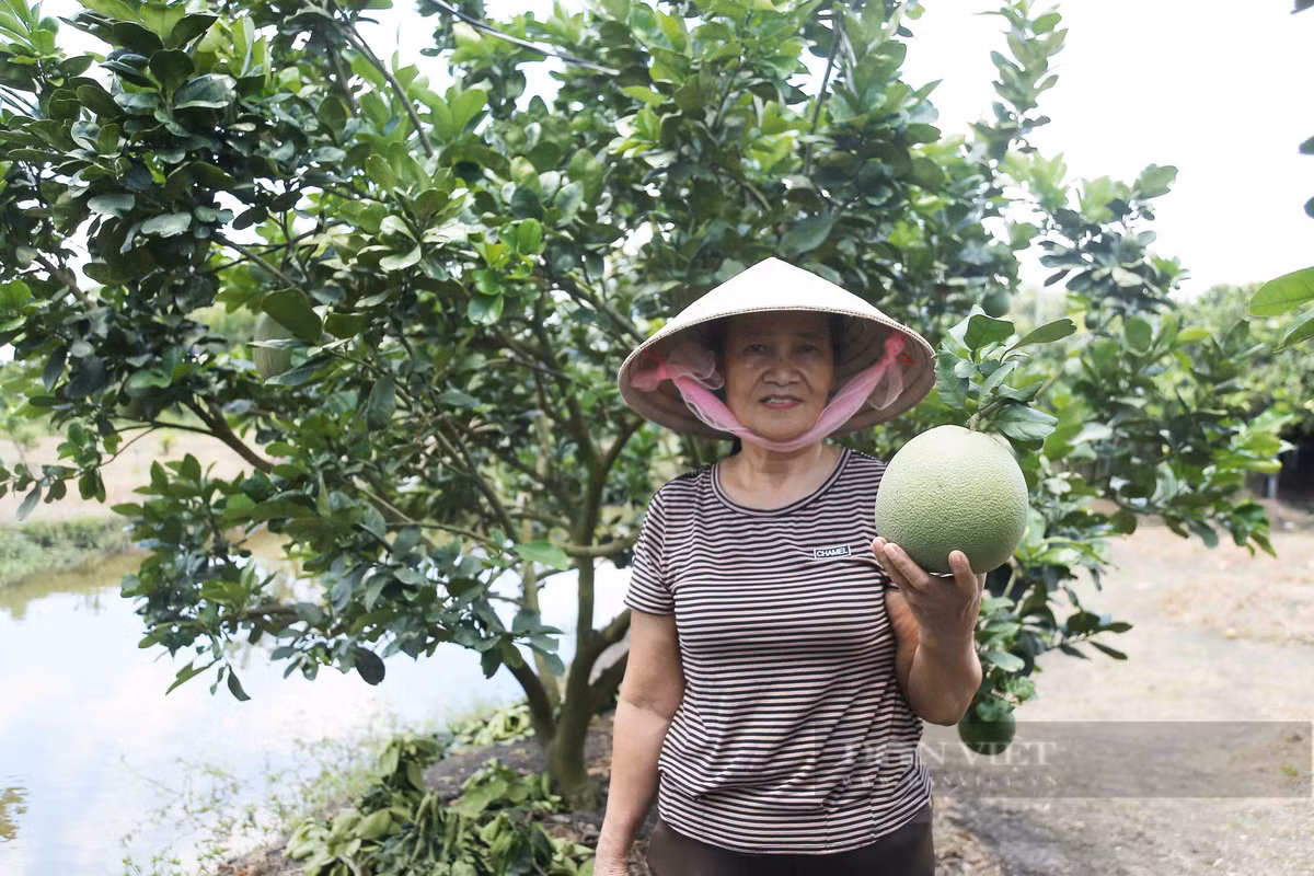 Bà Bưởi trồng bưởi da xanh, lãi gần một tỷ, xây nhà to nhất xóm - Hình 2 Ba Buoi trong buoi da xanh, lai gan mot ty, xay nha to nhat xom-Hinh-2