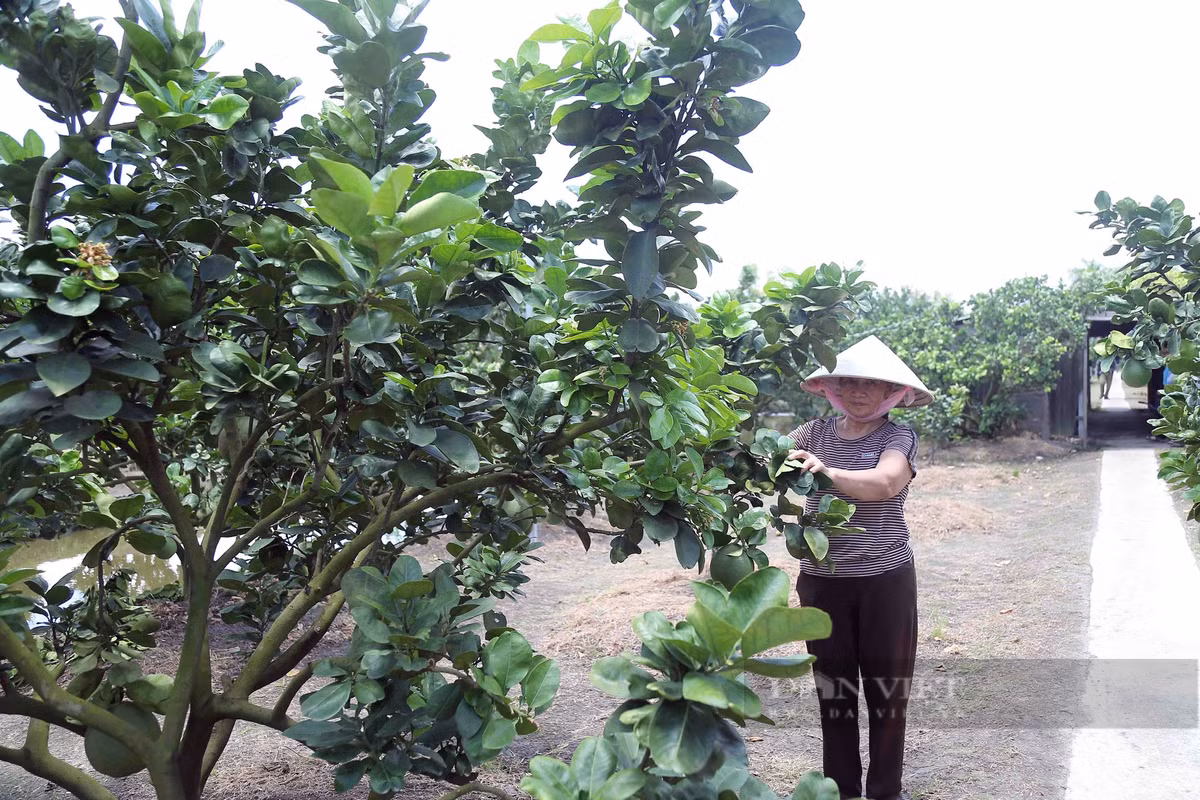 Bà Bưởi trồng bưởi da xanh, lãi gần một tỷ, xây nhà to nhất xóm Ba Buoi trong buoi da xanh, lai gan mot ty, xay nha to nhat xom