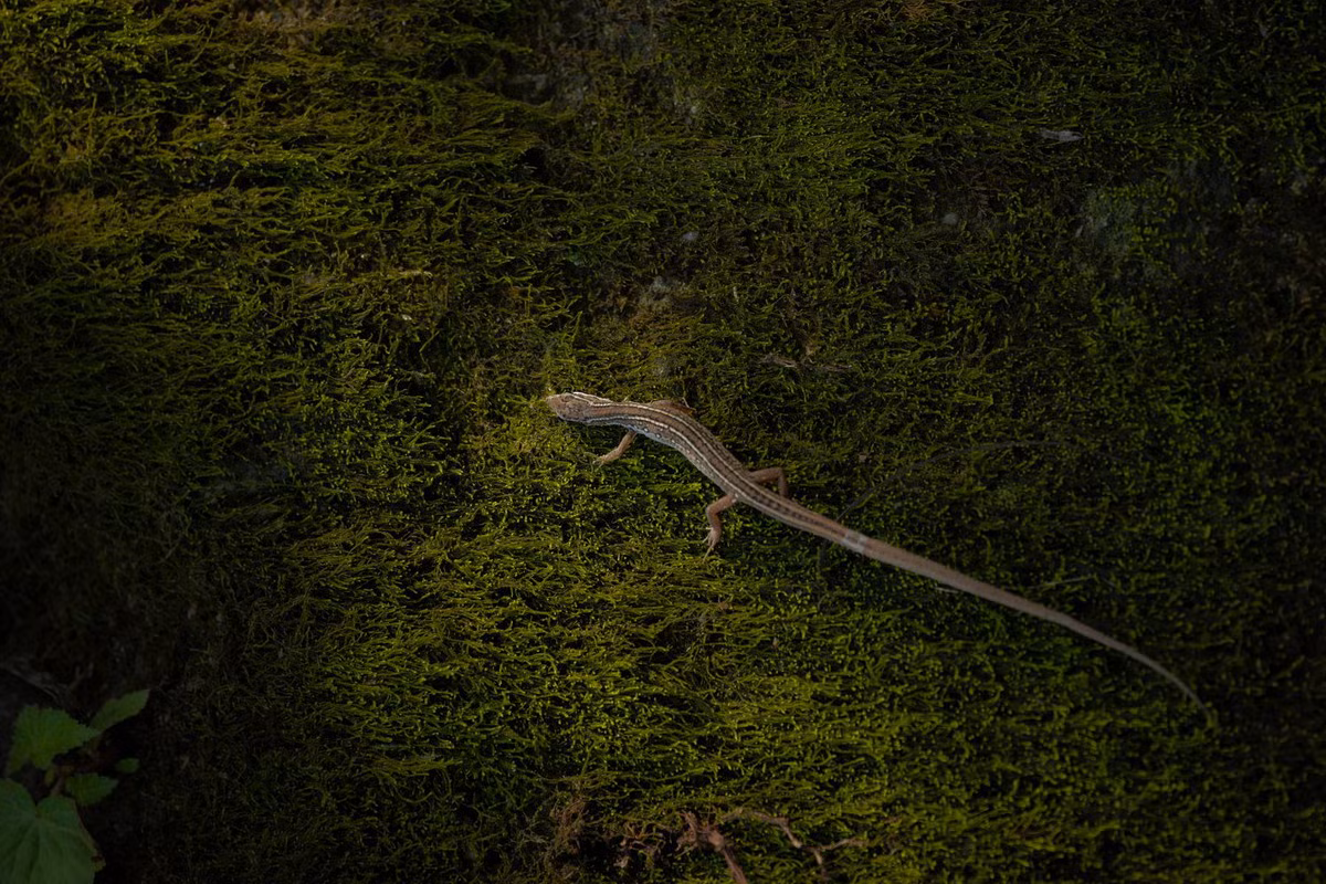 Trên thế giới, liu điu sinh sống ở Ấn Độ, Đông Nam Á và miền Nam Trung Quốc. Trong Sách Đỏ IUCN, chúng là loài thuộc diện "Ít quan tâm". Ảnh: Wildcreatures Hong Kong.