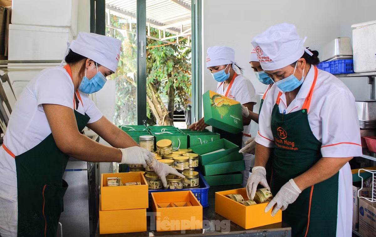 Ngoài xuất khẩu tươi, một số nông dân nhập máy móc để sản xuất sản phẩm sầu riêng sấy khô mang thương hiệu sầu riêng Khánh Sơn. Trong ảnh, công nhân Công ty TNHH Nông nghiệp Thành Hưng (huyện Khánh Sơn) đang đóng gói sản phẩm sầu riêng sấy khô, chuẩn bị xuất ra thị trường.