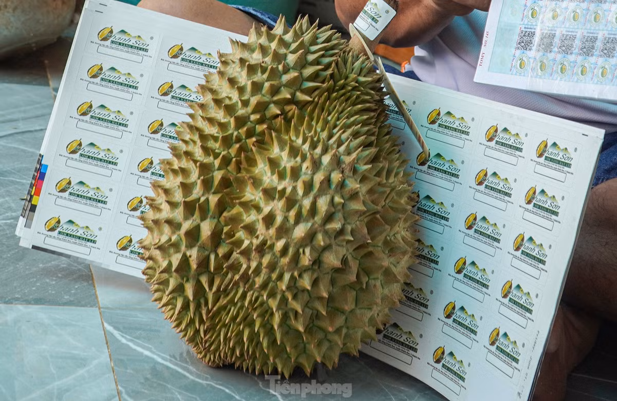 Tổ hợp tác cây sầu riêng Sơn Lâm của ông Khang được cấp mã vùng trồng đủ chuẩn sạch để xuất khẩu đi Trung Quốc. "Sầu riêng của tổ hợp tác đều có chứng nhận sạch nên giờ đây chúng tôi không còn lo lắng đầu ra cho sản phẩm như những năm trước nữa", ông Khang chia sẻ.