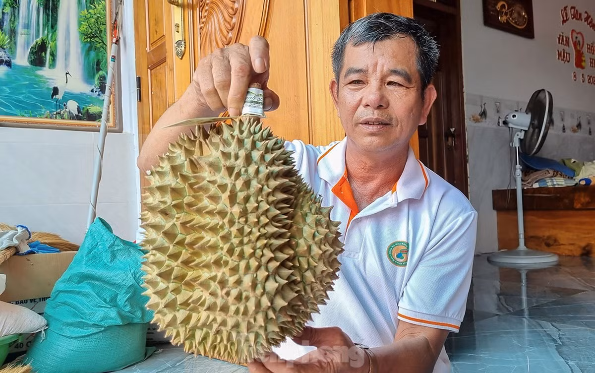 Còn ông Mai Văn Khang (ở xã Sơn Bình) cho biết, gia đình có 10 ha sầu riêng và đã được cấp mã vùng trồng để xuất khẩu sang Trung Quốc. “Với giá bán cao như hiện nay, gia đình tôi thu lãi 6-7 tỷ đồng sau khi kết thúc vụ sầu riêng”, ông Khang vui mừng nói.
