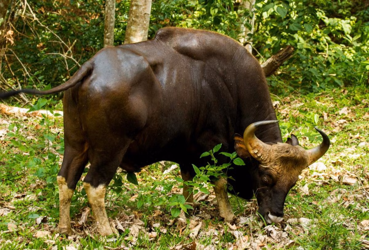 Bò tót (Bos gaurus). Kích thước: Dài 2,5 - 3 mét, nặng 900 - 1.000 kg. Khu vực phân bố: Lai Châu, Sơn La, Thanh Hóa, Nghệ An, Hà Tĩnh, Quảng Bình, Quảng Trị, Thừa Thiên - Huế, Kon Tum, Gia Lai, Đắk Lắk, Lâm Đồng, Đồng Nai, Bình Phước. Tình trạng bảo tồn trong Sách Đỏ IUCN: Sắp nguy cấp. Ảnh: Thai National Parks.