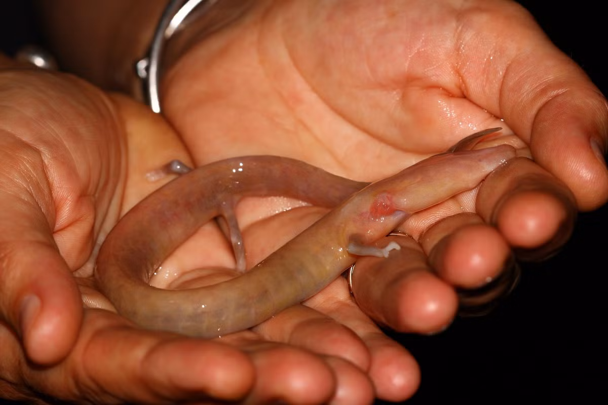 Trong Sách Đỏ IUCN, manh giông nằm trong danh mục các loài Sắp nguy cấp. Ảnh: iNaturalist.