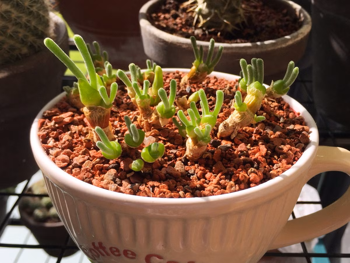 Có nguồn gốc từ vùng Namaqualand, Nam Phi, cây tai thỏ (Monilaria obconica) đã trở thành một "hiện tương" trên mạng xã hội những năm gần đây. Ảnh: Reddid.