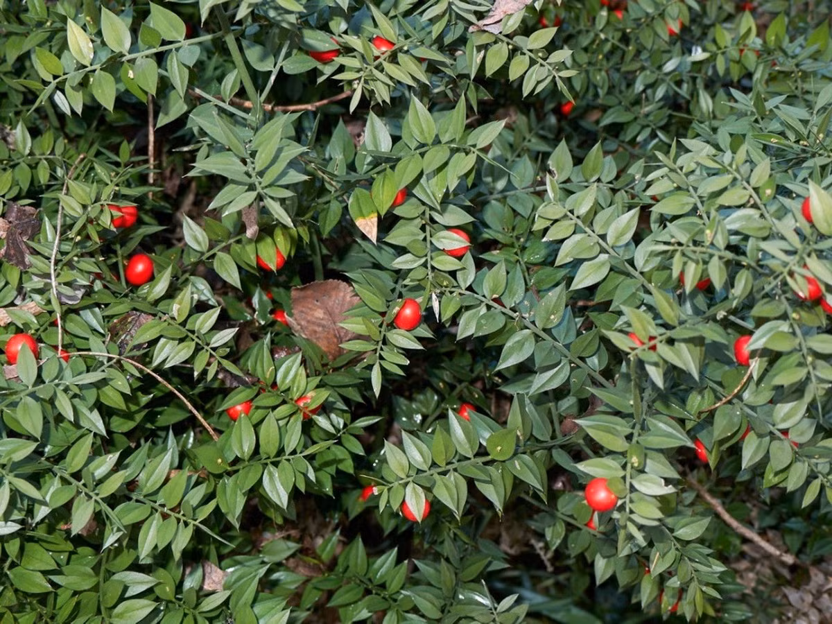 Phân bố ở lục địa Á - Âu và Bắc Phi, chổi đậu Butcher (Ruscus aculeatus) là loài cây được biết đến với những đặc điểm sinh học thú vị. Ảnh: Gardening Know How.