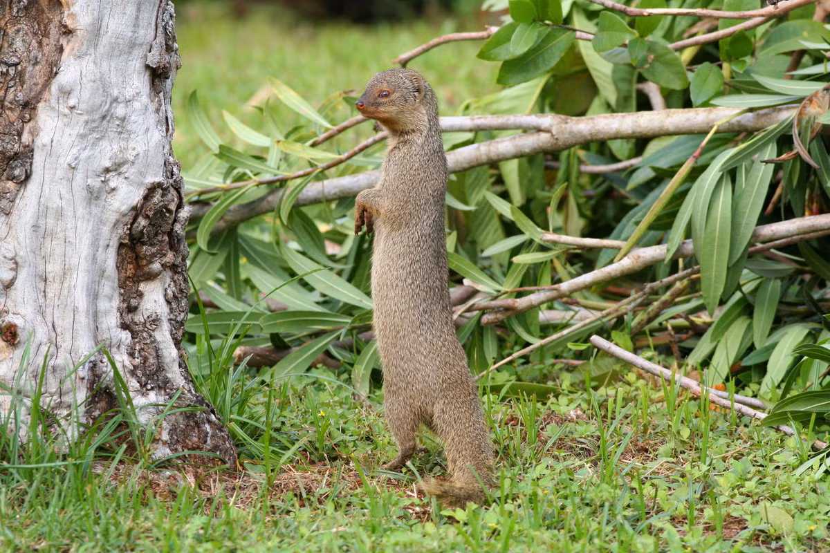  Cầy lỏn (Herpestes javanicus). Kích thước: Chiều dài đầu và thân 35-41 cm. Khu vực phân bố: Hầu khắp các khu rừng nguyên sinh, thứ sinh, trảng cỏ, cây bụi và vùng dân gần rừng từ Bắc vào Nam. Tình trạng bảo tồn trong Sách Đỏ IUCN: Ít quan tâm. Ảnh: iNaturalist.