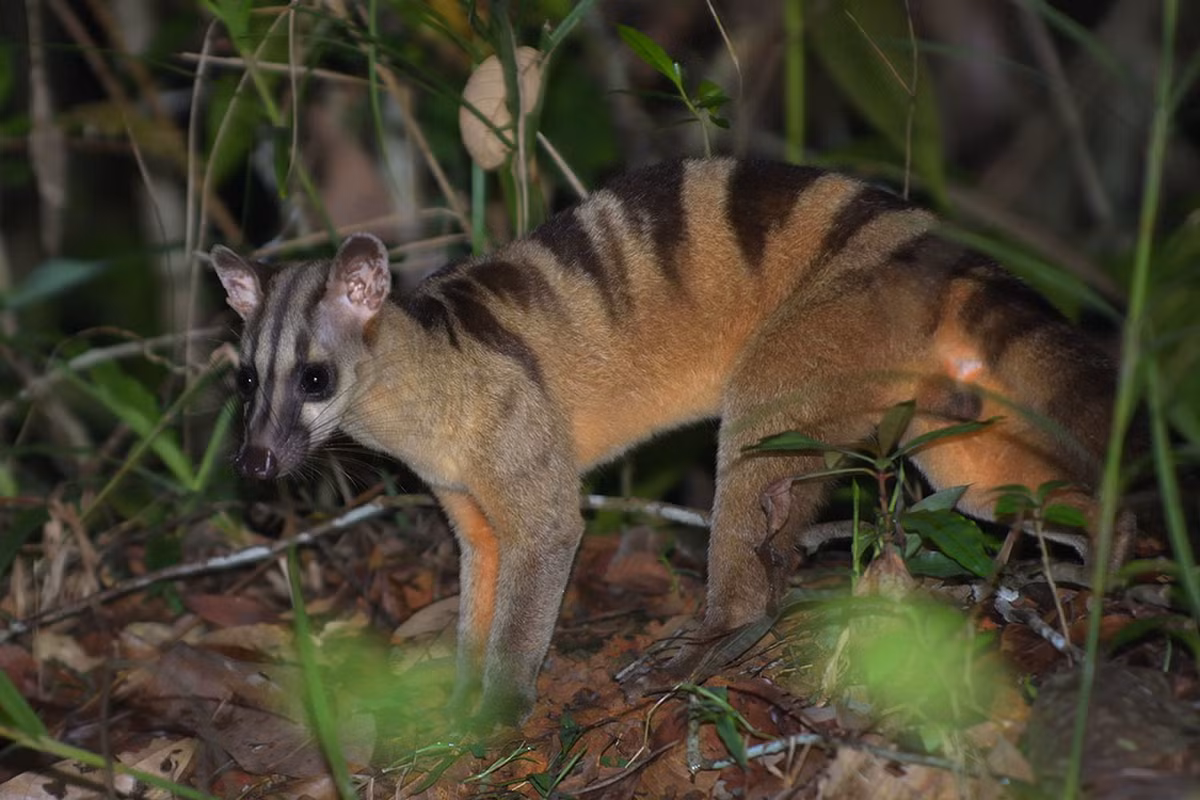  Cầy vằn Nam (Hemigalus derbyanus). Kích thước: Chiều dài đầu và thân 46-53 cm. Khu vực phân bố: Chưa rõ, tại Bảo tàng Lịch sử Tự nhiên Hungary có một mẫu số N.1100/48 sưu tầm tại Sài Gòn năm 1870. Tình trạng bảo tồn trong Sách Đỏ IUCN: Sắp bị đe dọa. Ảnh: Hugh Lansdown.