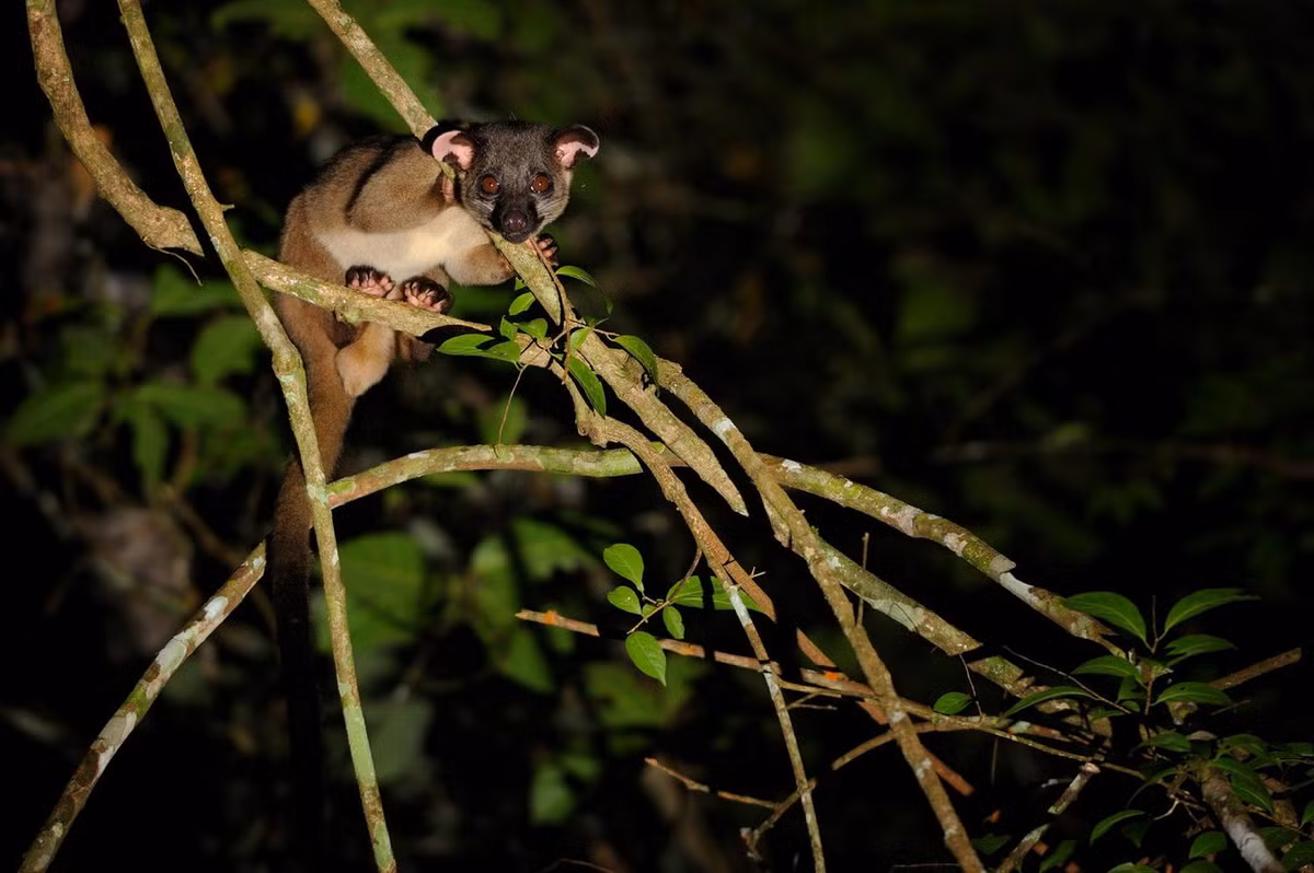  Cầy tai trắng (Arctogalidia trivirgata). Kích thước: Chiều dài đầu và thân 54-63 cm. Khu vực phân bố: Các vùng rừng núi cao trong toàn quốc, đã thu mẫu ở Vĩnh Phúc (Tam Đảo), Hoà Bình (Mai Châu, Tu Lý), Gia Lai (Kon Hà Nừng), Lâm Đồng. Ninh Thuận, Bình Thuận. Tình trạng bảo tồn trong Sách Đỏ IUCN: Ít quan tâm. Ảnh: Thai National Parks.
