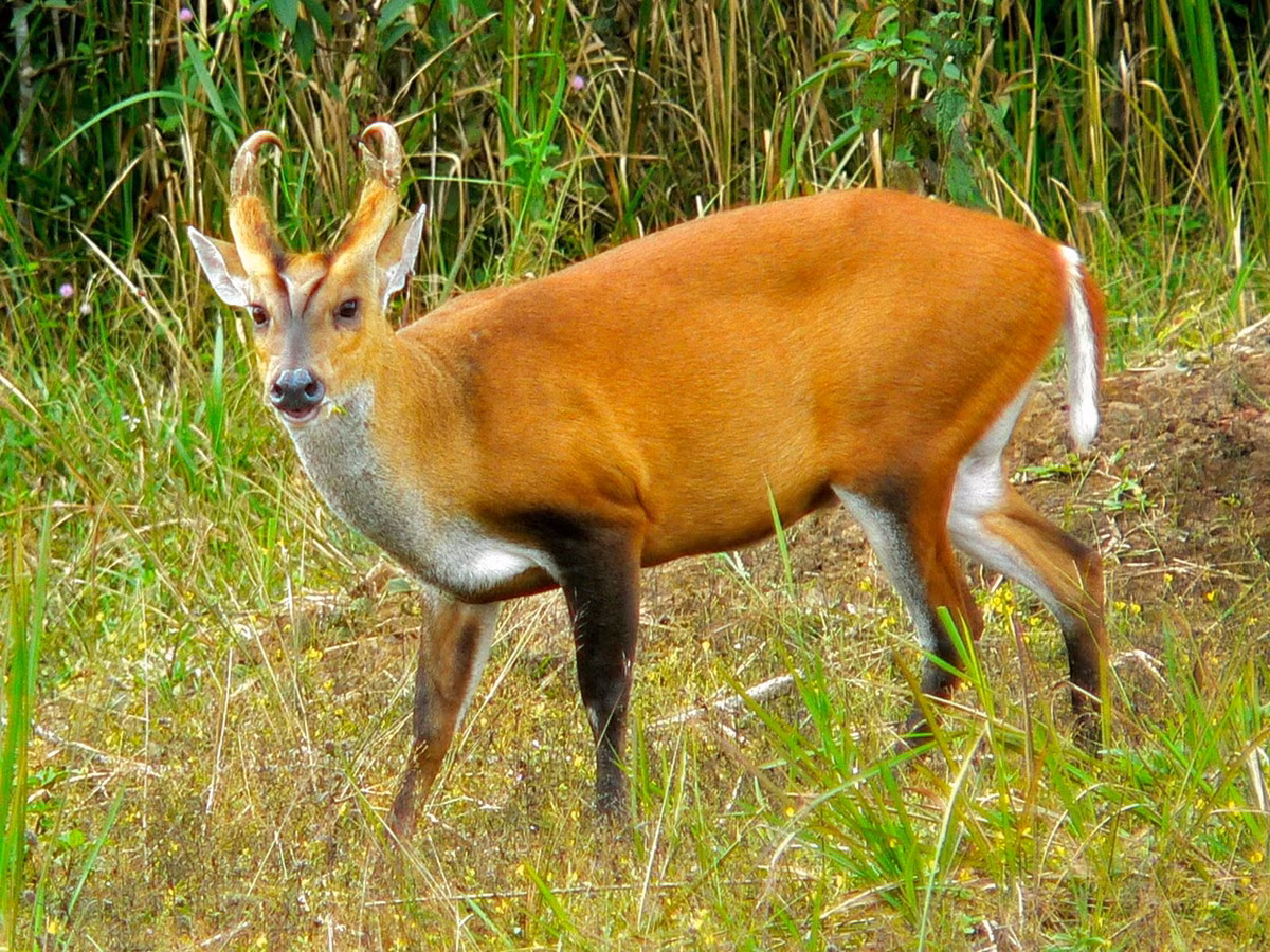  Hoẵng Nam Bộ (Muntiacus muntjak). Thuộc họ: Hươu nai (Cervidae). Kích thước: Dài 90-120 cm. Khu vực phân bố: Kon Tum, Lâm Đồng (VQG Bidoup - Núi Bà), Đồng Nai (VQG Cát Tiên), Bình Phước (VQG Bù Gia mập). Tình trạng bảo tồn trong Sách Đỏ IUCN: Ít quan tâm. Ảnh: Wikipedia.