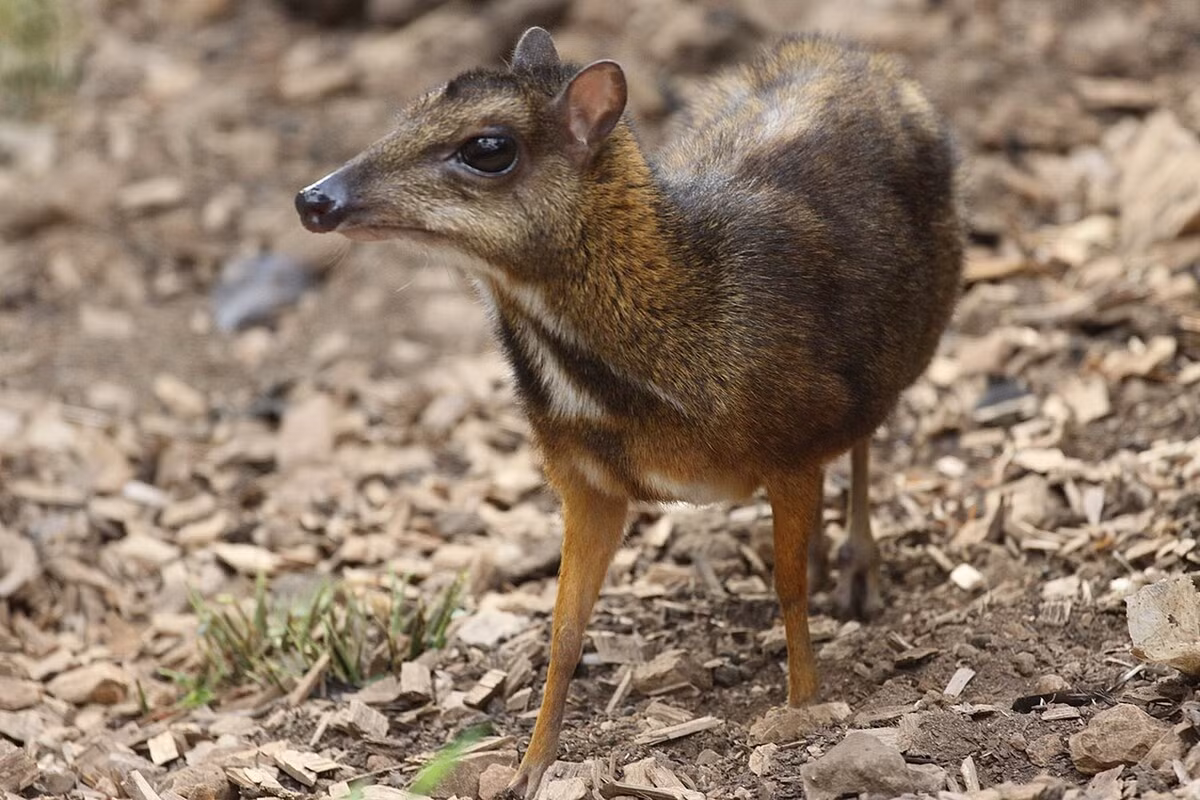  Cheo cheo Nam Dương (Tragulus javanicus). Thuộc họ: Cheo cheo (Tragulidae). Kích thước: Dài 40-48 cm. Khu vực phân bố: Tây Nguyên và các tỉnh miền Nam, hầu như đã biến mất ở miền Bắc. Tình trạng bảo tồn trong Sách Đỏ IUCN: Loài thiếu dữ liệu. Ảnh: Wikipedia.