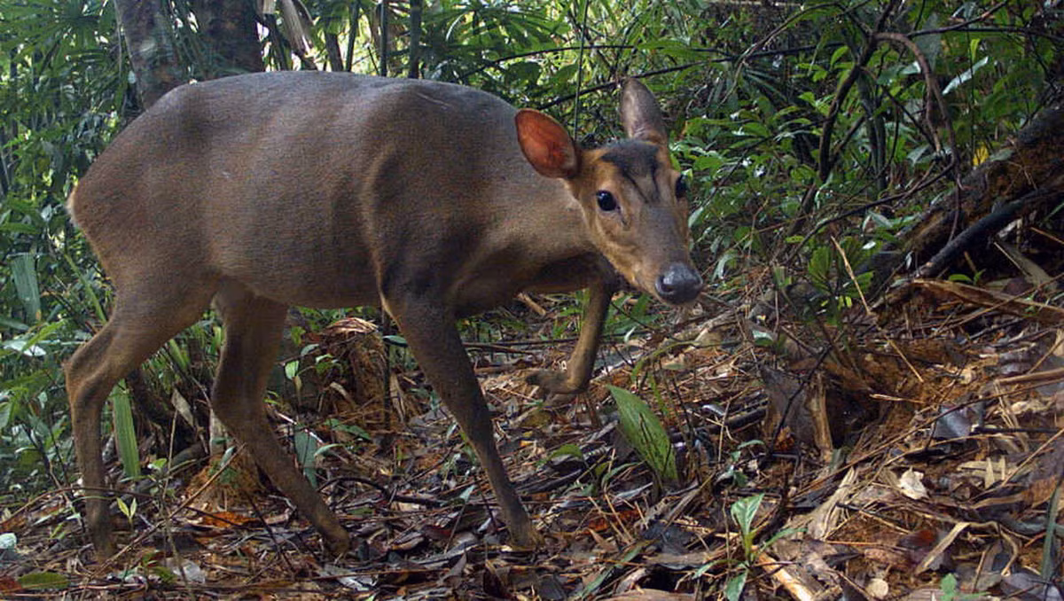  Mang lớn (Megamuntiacus vuquangensis). Thuộc họ: Hươu nai (Cervidae). Kích thước: Dài 1-1,2 mét. Khu vực phân bố: Nghệ An, Hà Tĩnh, Quảng Bình, Quảng Trị, Thừa Thiên - Huế, Quảng Nam, Bình Định, Đăk Lắk, Lâm Đồng, Ninh Thuận, phát hiện lần đầu năm 1994. Tình trạng bảo tồn trong Sách Đỏ IUCN: Cực kỳ nguy cấp. Ảnh: WWF.