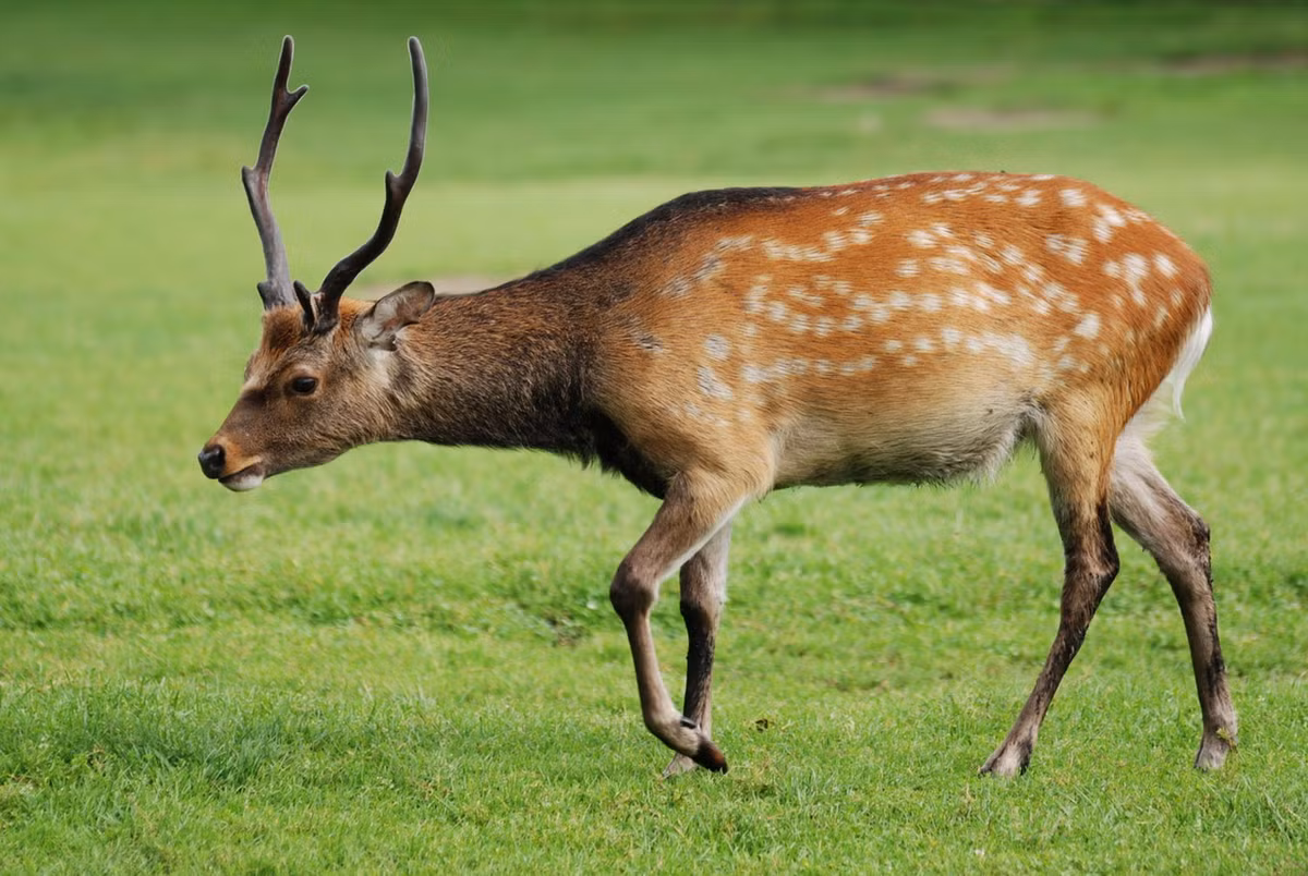  Hươu sao (Cervus nippon). Thuộc họ: Hươu nai (Cervidae). Kích thước: Dài 1,2-1,8 mét. Khu vực phân bố: Trước đây có ở Cao Bằng, Bắc Kạn, Quảng Ninh, Hà Tây (Ba Vì), Thanh Hoá, Nghệ An, Hà Tĩnh, hiện nay trong thiên nhiên hầu như không còn, nhưng được nuôi nhiều ở dạng thuần dưỡng. Tình trạng bảo tồn trong Sách Đỏ IUCN: Ít quan tâm. Ảnh: Wikipedia.