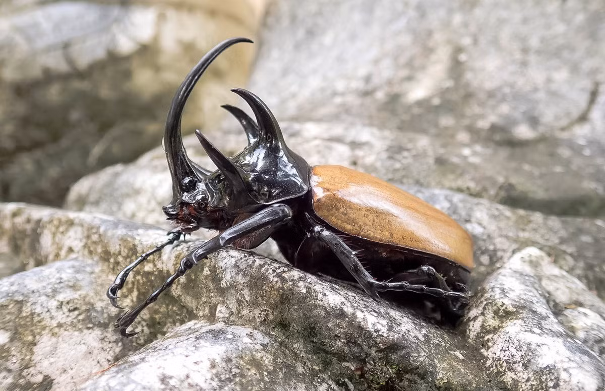  Bọ hung năm sừng (Eupatorus gracilicornis). Kích cỡ: Dài 50-95 mm. Khu vực phân bố: Lào Cai, Cao Bằng, Hà Giang, Hòa Bình, Lâm Đồng. Ảnh: Loving Exotics.