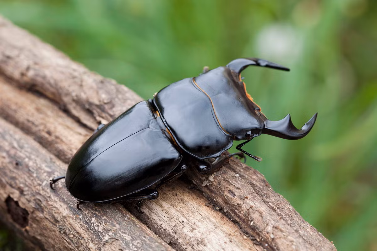  Kẹp kìm lưỡi hái (Dorcus antaeus). Kích cỡ: Dài 60-80 mm. Khu vực phân bố: Phong Thổ (Lai Châu), Tam Đảo (Vĩnh Phúc). Ảnh: Rydzi.cz.
