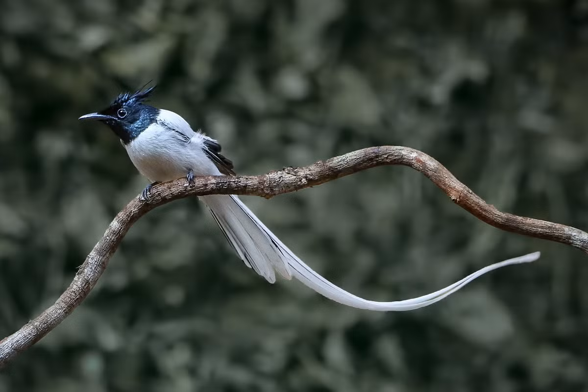 Tại Việt Nam, có thể quan sát chim thiên đường đuôi phướn tại các Vườn quốc gia Cúc Phương, Vũ Quang, Bạch Mã, Cát Tiên, Xuân Thủy (trong mùa di cư). Ảnh: CGTN.
