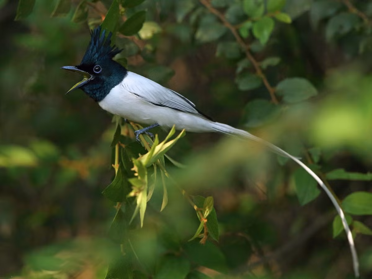 Có thể gặp biến thể trắng với toàn thân trắng, đầu xanh đen. Ảnh: eBird.