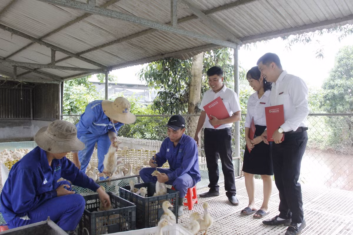 Bỏ lương 3,2 triệu/tháng, thầy giáo về quê làm nông thu nhập 500 triệu/năm - Hình 2 Bo luong 3,2 trieu/thang, thay giao ve que lam nong thu nhap 500 trieu/nam-Hinh-2