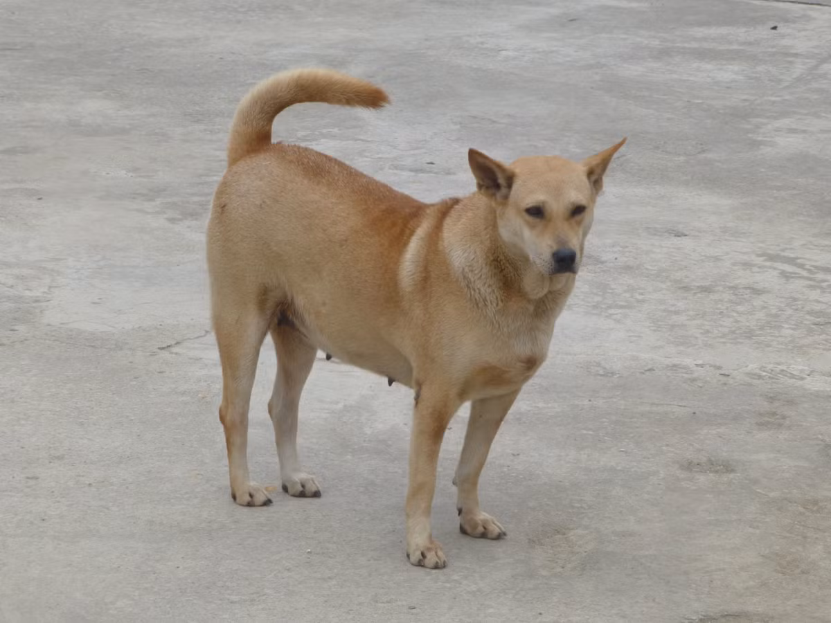 Lời khai của 2 nghi can khiến dư luận xôn xao. Trên nhiều diễn đàn mạng, dư luận cảm thấy sốc với số tiền bất chính từ việc trộm chó mà các nghi can thu được. Tài khoản Thiên Tuấn bình luận: "Chó trưởng thành trung bình nặng 15-20kg, giá bán chó 30-35 nghìn đồng/kg. Theo lời khai thì các đối tượng trộm từ 2-hơn 10 con chó/ ngày. Như vậy ngày cao điểm chúng có thể kiếm được 3 triệu đồng/ngày. Tính ra cả tháng kiếm cả 100 triệu, thế bảo sao mãi không chặn được nạn trộm chó."