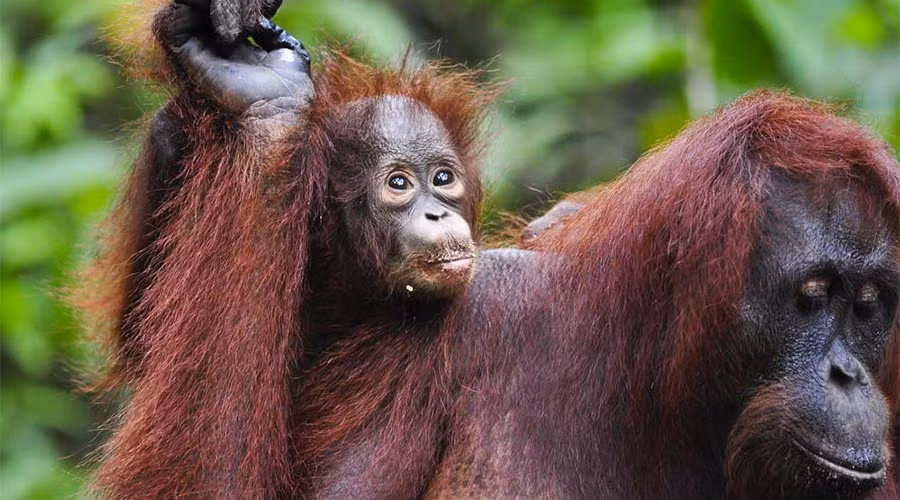  Sách đỏ do Liên minh Bảo tồn Thiên nhiên Quốc tế (IUCN) đã đưa ra danh sách những loài vật có nguy cơ tuyệt chủng cao nhất. Lý do khiến chúng rơi vào tình cảnh sắp sửa biến mất là vì nạn săn trộm, quá trình biến đổi khí hậu…