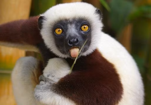  2. Đặc hữu của Madagascar: Chúng chỉ tồn tại tự nhiên trên đảo Madagascar và một số đảo nhỏ xung quanh, do sự tách biệt địa lý của hòn đảo trong hàng triệu năm. Ảnh: Pinterest.