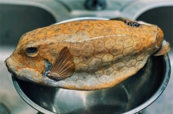 Loại cá đắt hơn cả tôm hùm, có tiền chưa chắc mua được Loai ca dat hon ca tom hum, co tien chua chac mua duoc