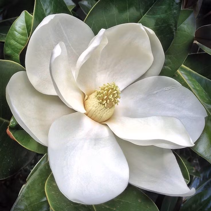  5. Hoa Mộc Lan (Magnolia). Hương thơm thanh mát, nhẹ nhàng và ngọt ngào, hoa mộc lan mang lại cảm giác dễ chịu và thư giãn. Ảnh: Pinterest.