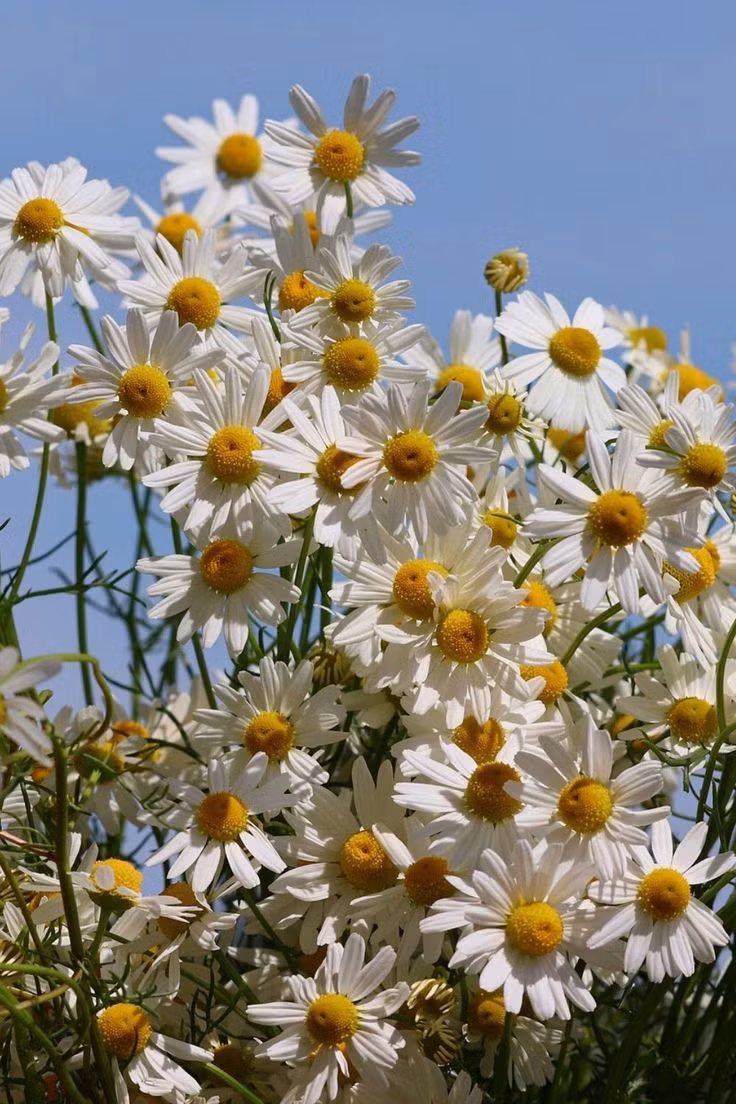  15. Hoa Cúc La Mã (Chamomile). Hương thơm dịu dàng, tươi mát và ngọt ngào của hoa cúc La Mã thường xuất hiện trong các sản phẩm chăm sóc da và tinh dầu thư giãn. Ảnh: Pinterest.