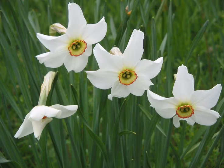 7. Thủy tiên (Narcissus). Độc tố: Lycorine. Nguy hiểm: Củ dễ bị nhầm lẫn với hành tây, gây buồn nôn, đau bụng và tiêu chảy nếu ăn phải. Ảnh: Pinterest.