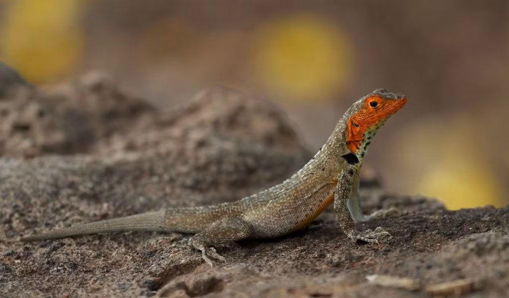  10. Thằn lằn dung nham Galapagos (Microlophus albemarlensis). Thằn lằn dung nham là loài bò sát nhỏ sống trên các hòn đảo núi lửa. Chúng có khả năng chịu đựng nhiệt độ cao và chủ yếu ăn côn trùng. Ảnh: Pinterest.