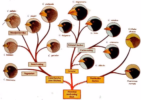  5. Chim sẻ Darwin (Geospizinae). Có khoảng 13-15 loài chim sẻ Darwin trên quần đảo, mỗi loài có hình dạng mỏ khác nhau, thích nghi với các loại thức ăn và môi trường sống khác nhau. Chúng đã giúp Darwin hiểu rõ hơn về quá trình tiến hóa. Ảnh: Pinterest.